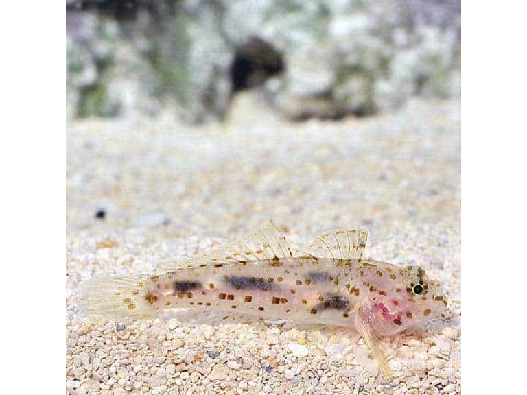 Cave Transparent Gobie Salt Water