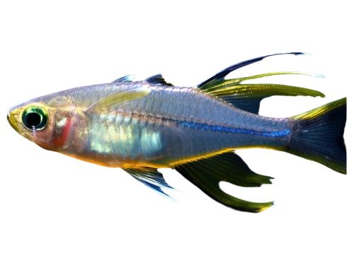 Celebes Rainbowfish T90