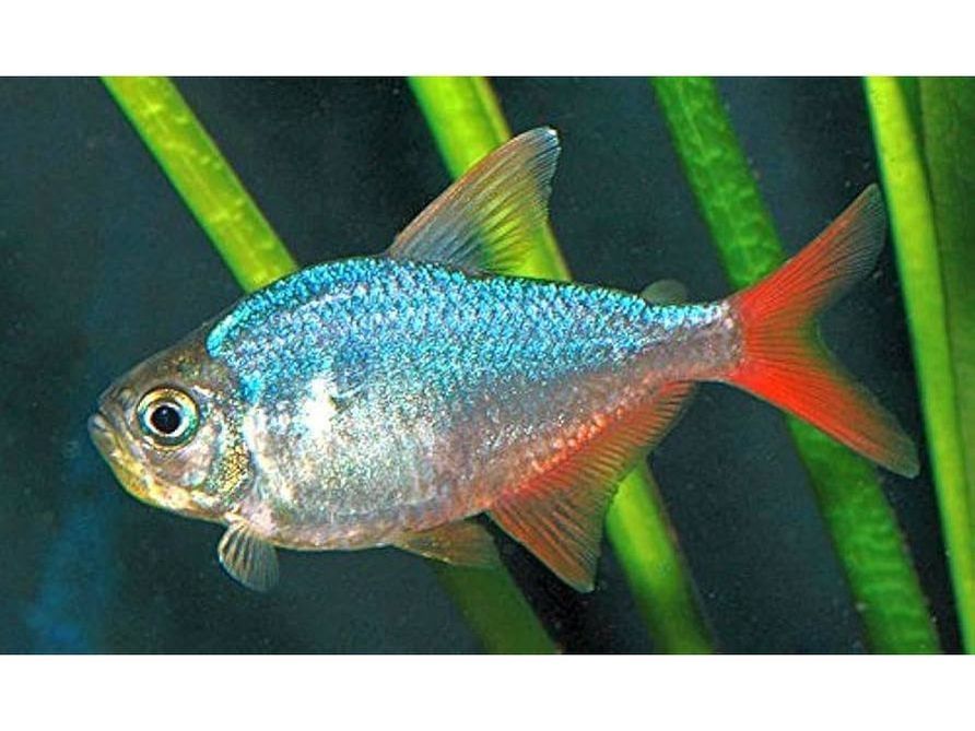 One Colombian Red Blue Tetra Approx 1-1.5" (T95)