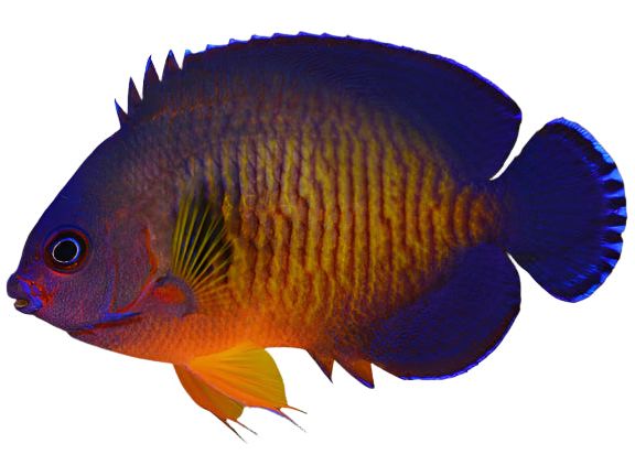 Coral Beauty Angelfish