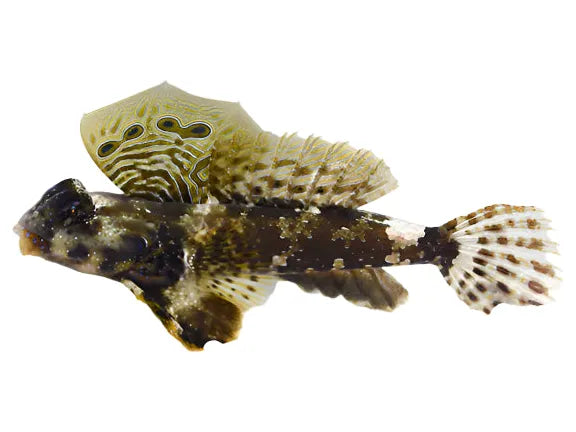 Dragonet - Scooter Blenny