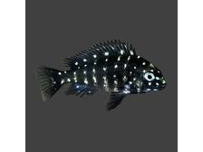 One Duboisi Spotted Juvenile Approx 1" T240 (Tropheus Duboisi) African (Tanganyika)