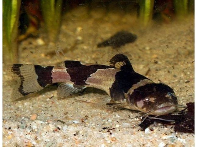 Dwarf Bumble Bee Catfish