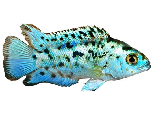 Electric Blue Jack Dempsey Cichlid Approx 2-3”