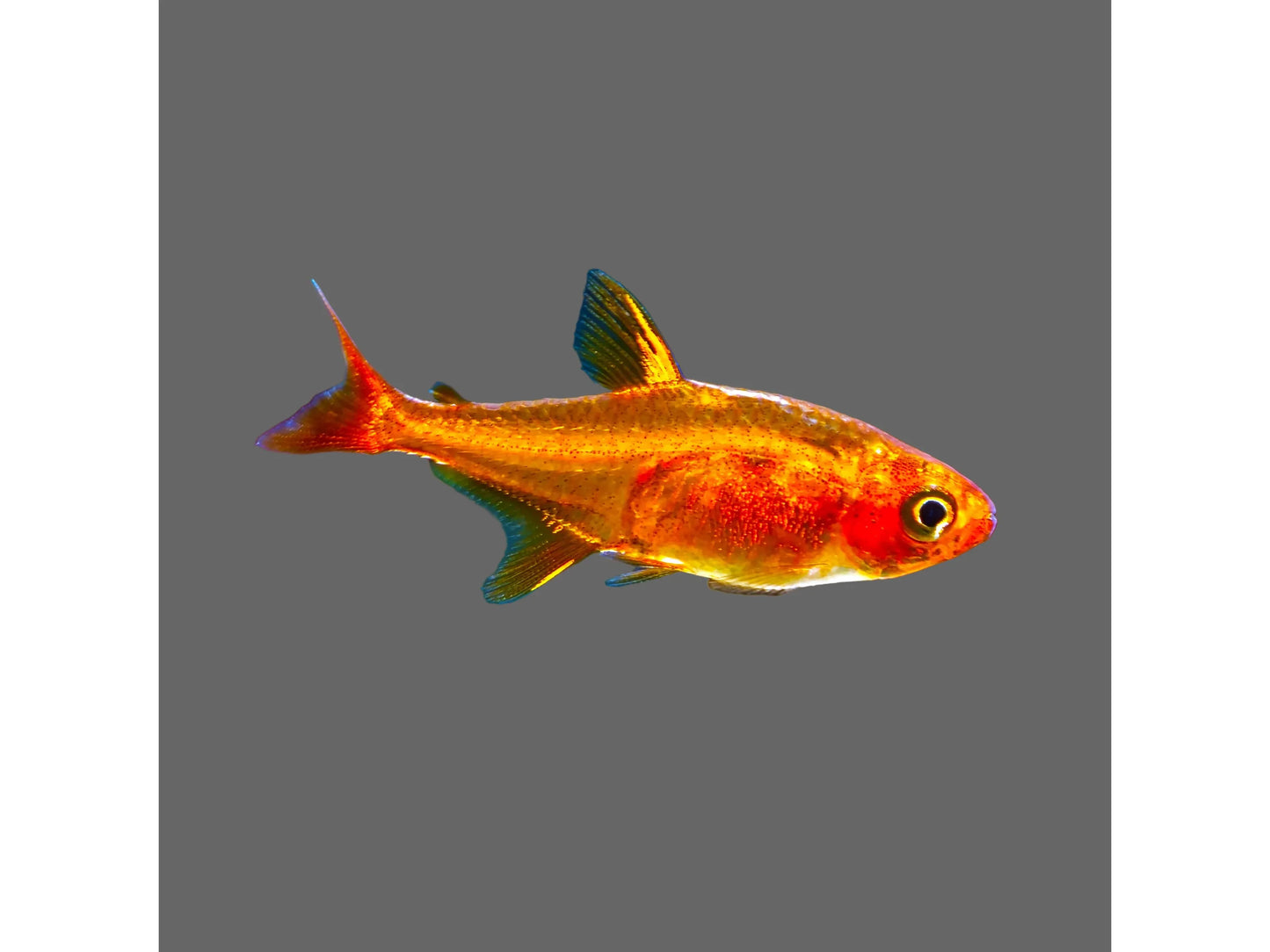 One Ember Tetra Approx 3/4-1" T114