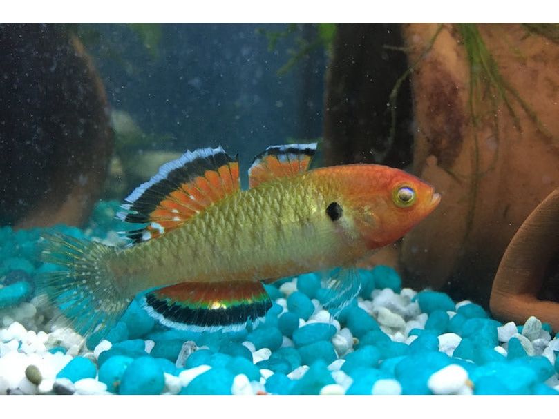 Empire Gudgeon 1.5 - 2"