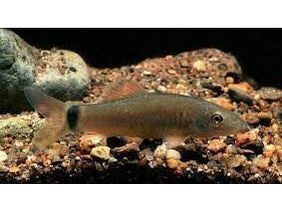 False Horas Loach Approx 2.5”