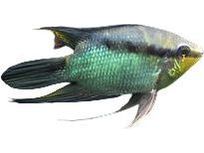 One Festivum Cichlid Approx 2" T243