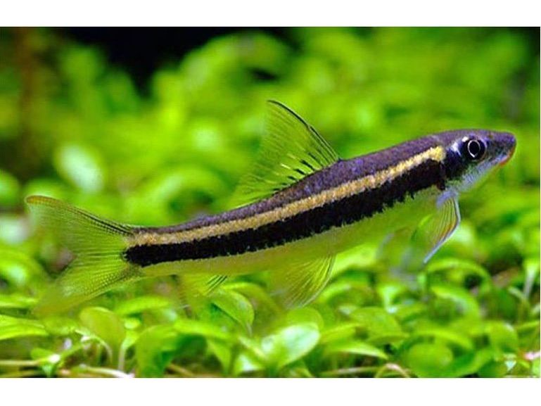 Flying Fox Thai Algae Eaters Live Fish Fresh Water