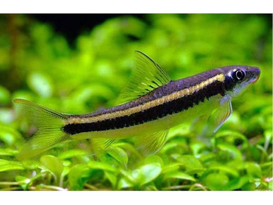 Flying Fox Thai Algae Eaters Live Fish Fresh Water