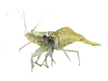 Ghost Shrimp T78