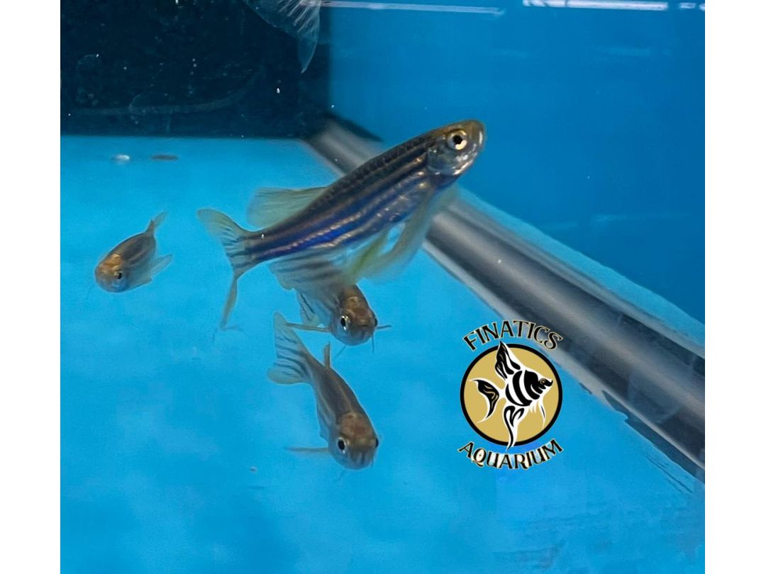 Cosmic Blue Glofish Danio