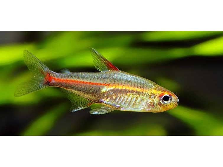 Glowlight Tetra