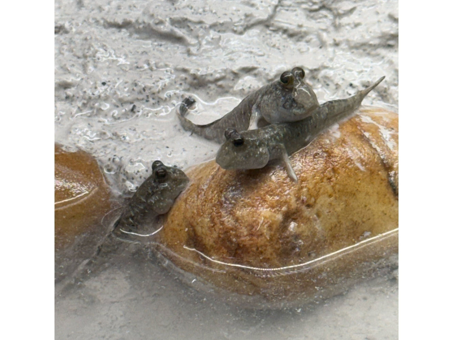 One Boddarts Google Eye Mudskipper Approx 2"