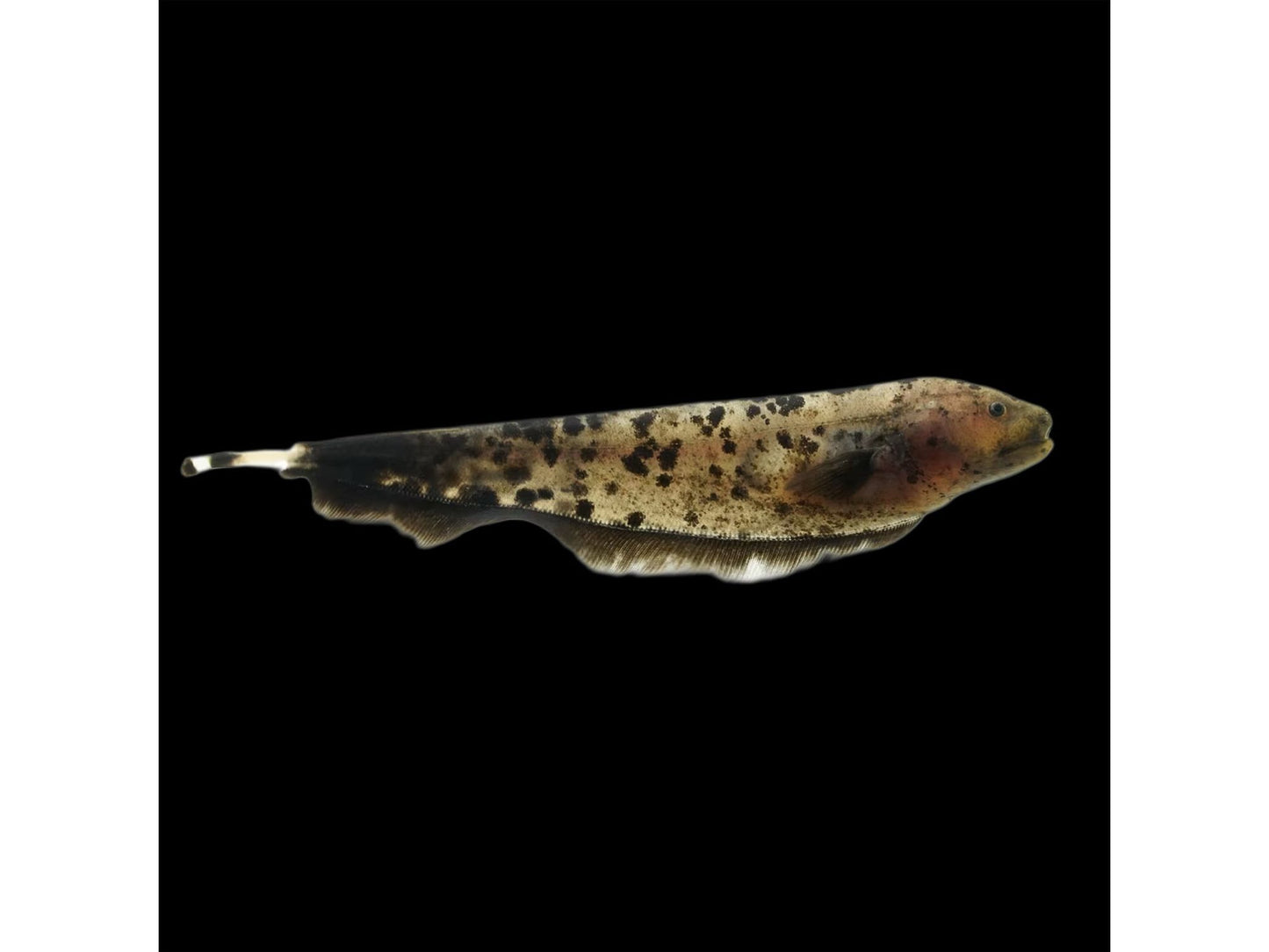 One Golden Ghost Knifefish (Apteronotus Albifrons) Approx 3-4" T100