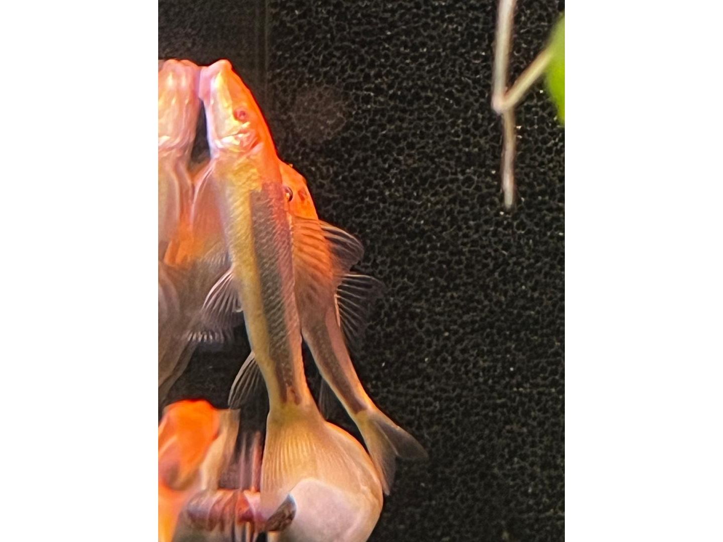 Gold Marble Chinese Algae Eater Live Fish