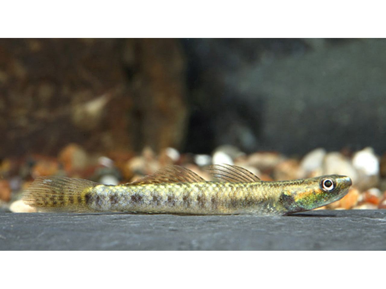 Stiphodon Gold Spot Goby Freshwater Fish