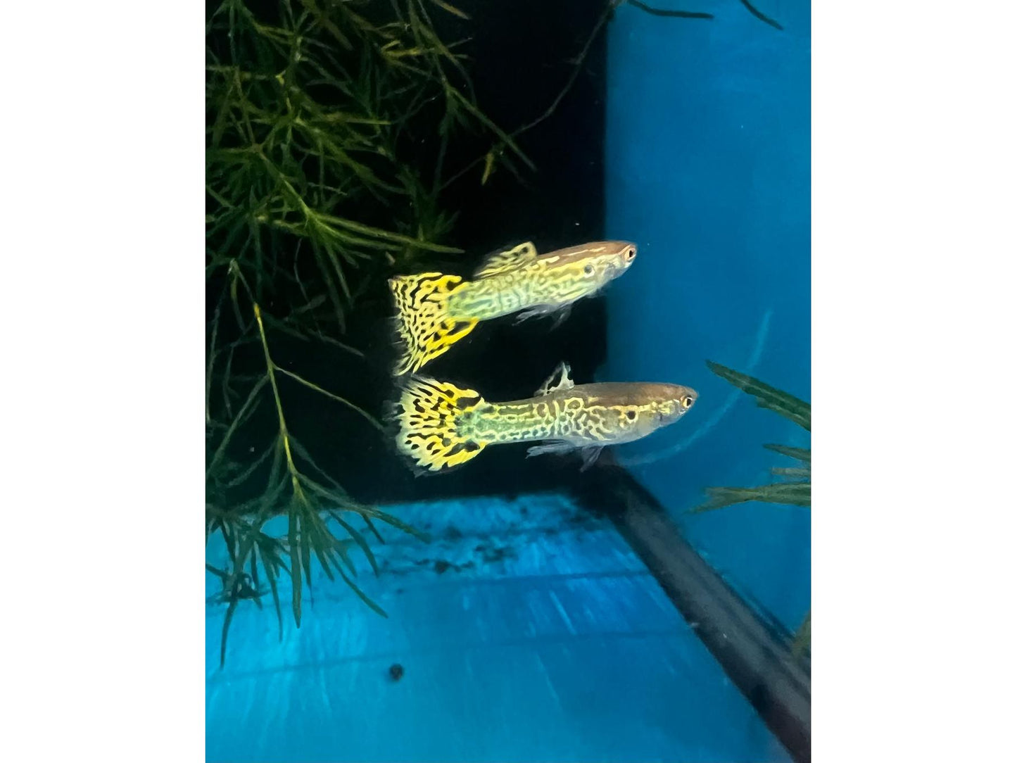 Cobra Green Male Guppy