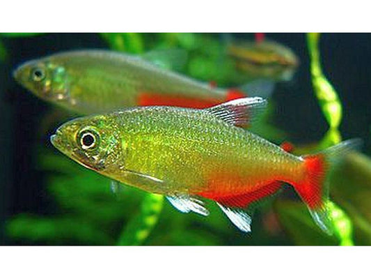 One Green Fire Tetra Fish Approx 3/4” T155