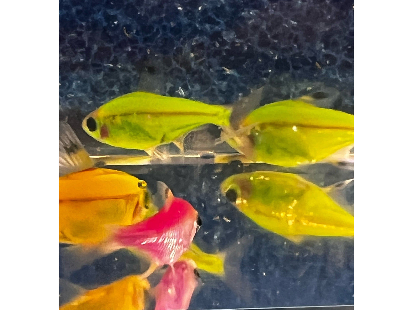 Green Glolight Pristella Tetra