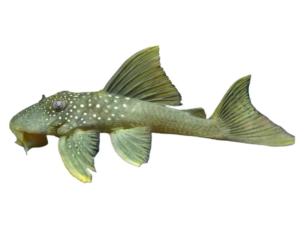 One Green Phantom L-200 Pleco Approx 5-6" T89/136/145