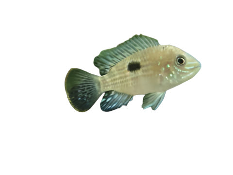 One Green Terror Cichlid Approx 2" T180