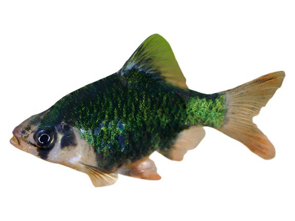 Green Tiger Barb T70 Approx 1"