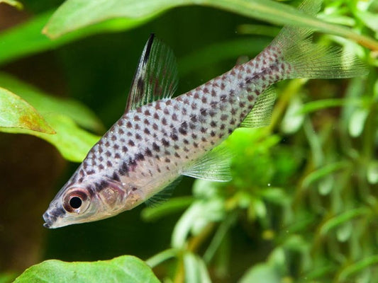 Spotted Headstander Freshwater Fish Approx 1”