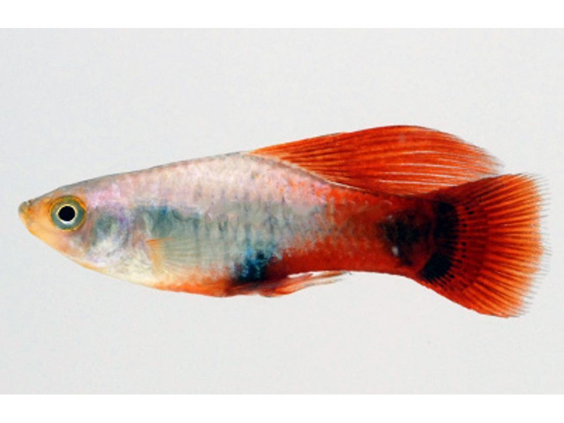 One Hifin Sunset Blue Platy Approx 1" T68 (Xiphophorus variatus)