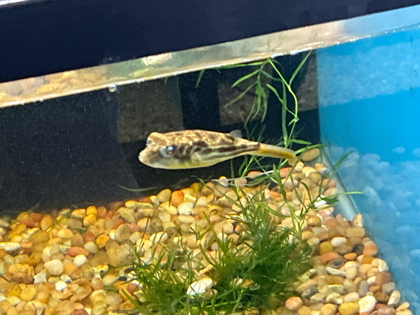 One Fahaka Puffer Freshwater Approx 1- 2”