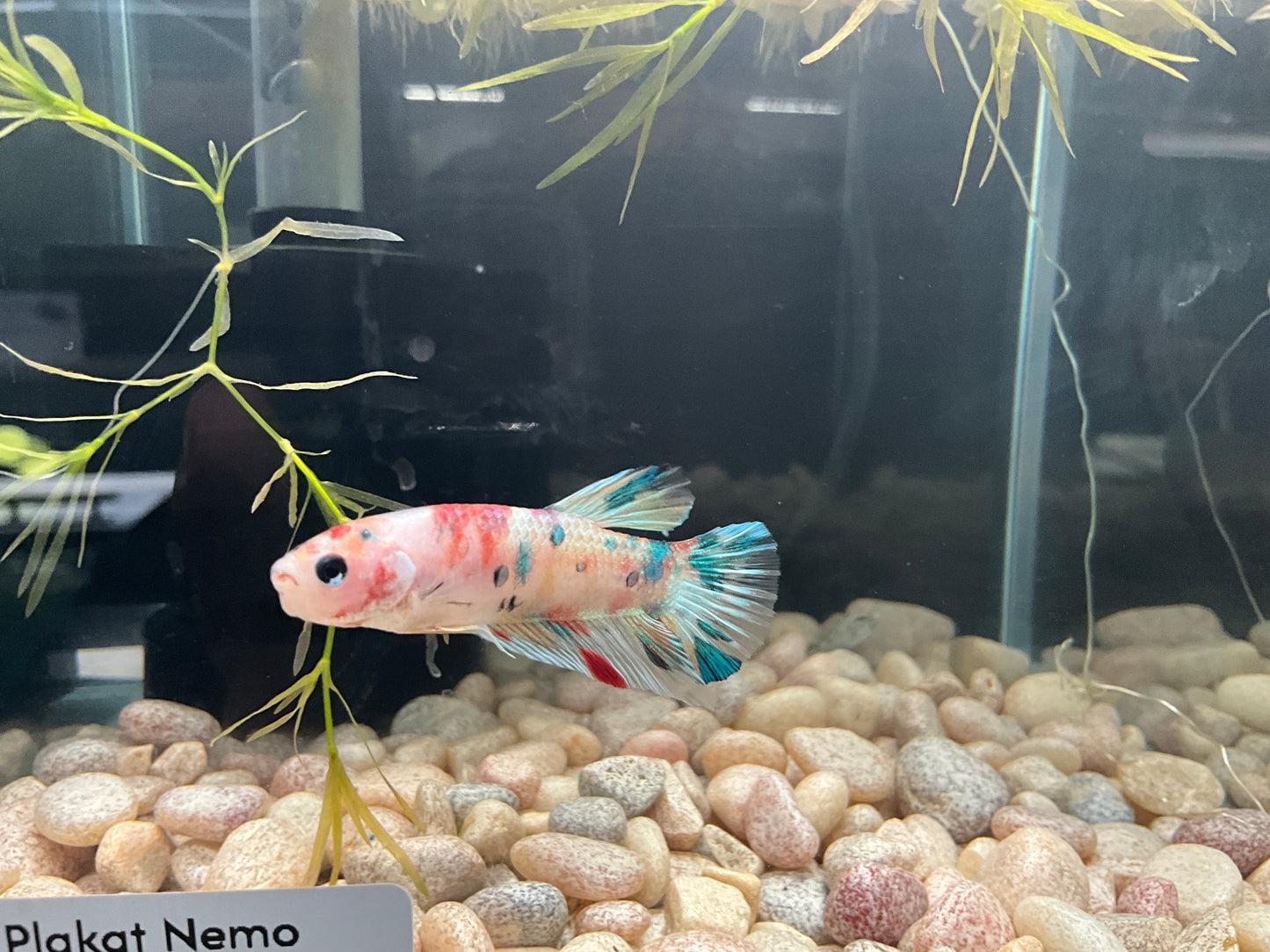 Male Plakat Nemo Betta WYSWYG Approx 2.5 (2476)