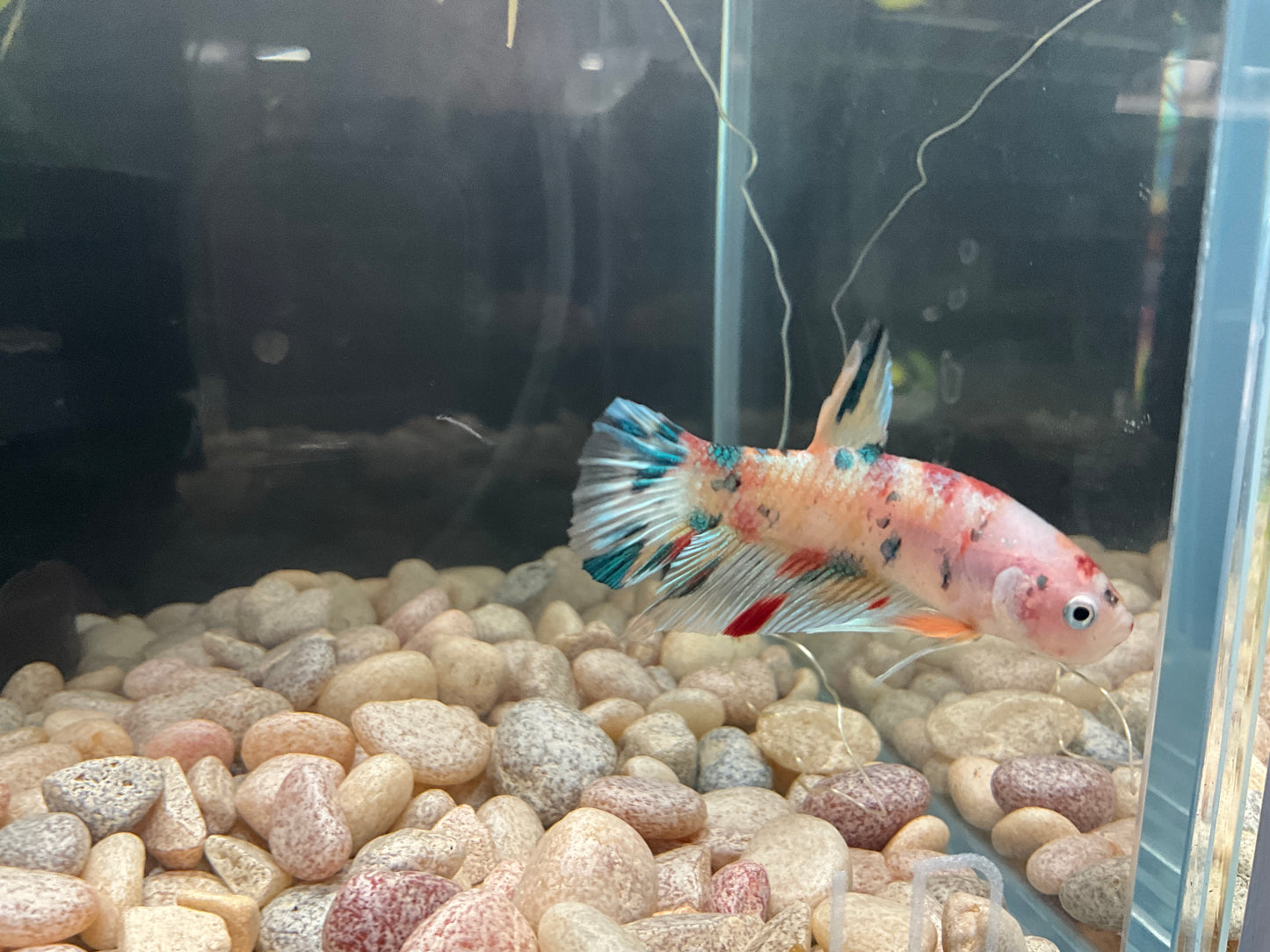 Male Plakat Nemo Betta WYSWYG Approx 2.5 (2476)