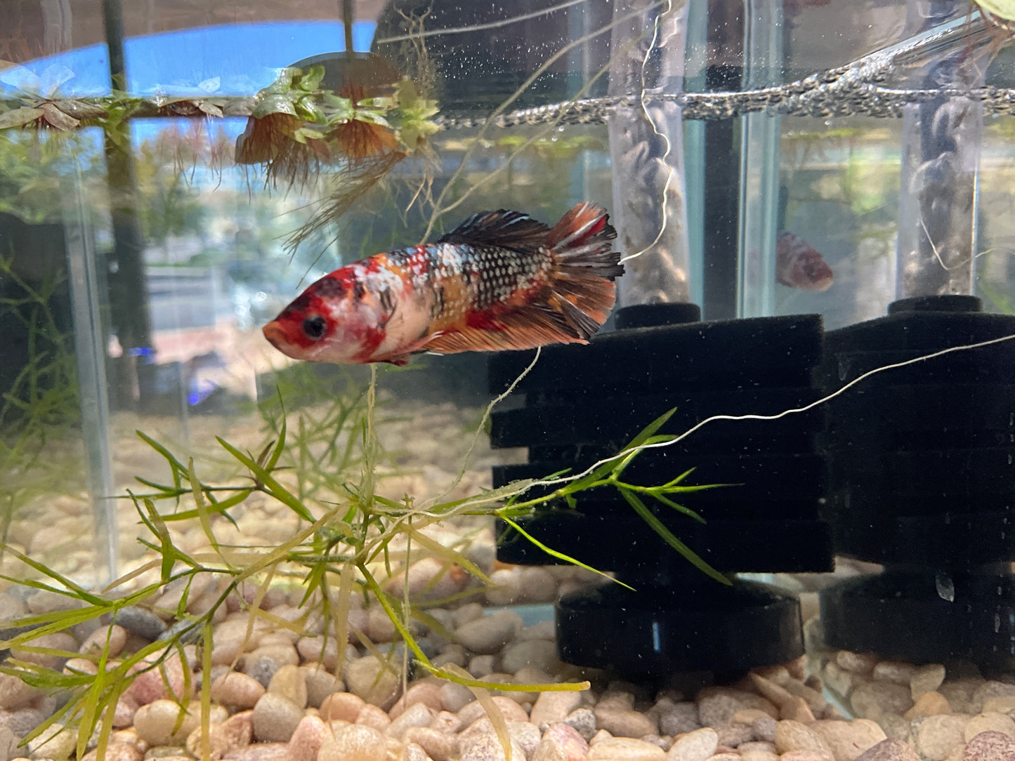 Giant Male Betta WYSWYG Approx 2.5-3’ (2477)