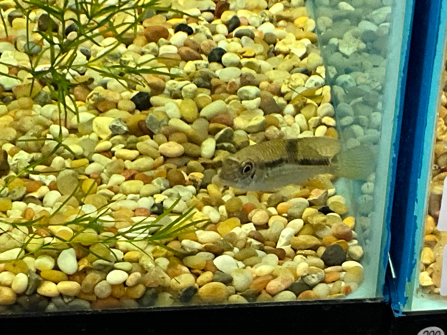 One Aequdens Diadima Approx 2" T210/203