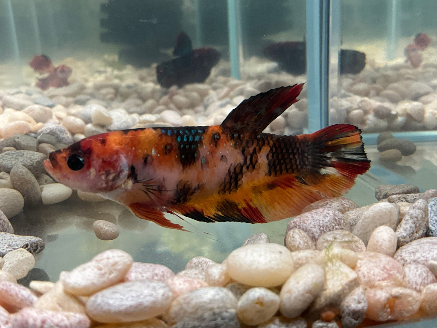 Giant Female Betta 2358 WYSWYG