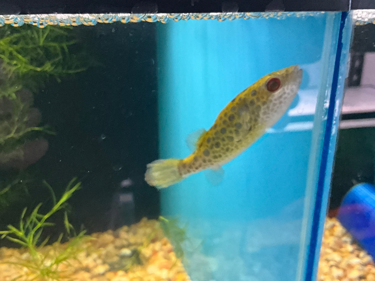 One Target Puffer Fish Approx 2.5-3"
