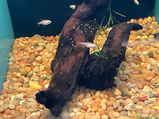 One Gold Neon Tetra
