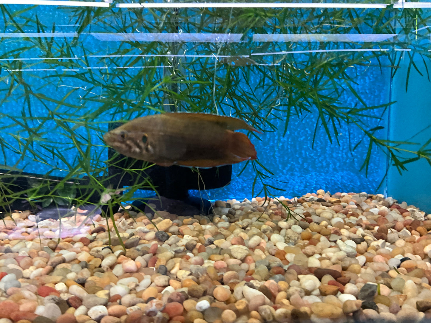 One Round Tail Paradise Gourami WYSWYG Approx 2” T171