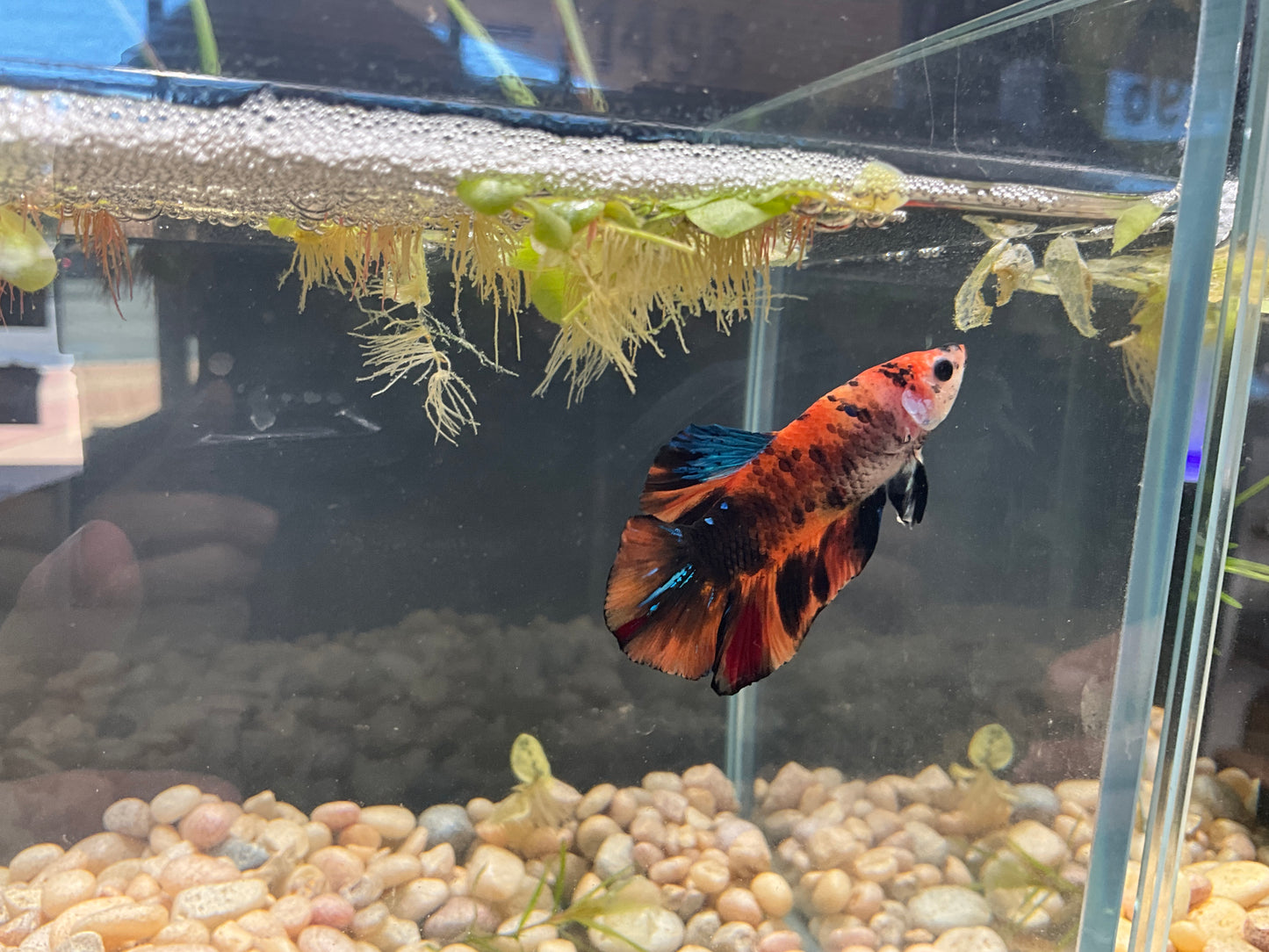 Male Plakat Marble Betta WYSWYG