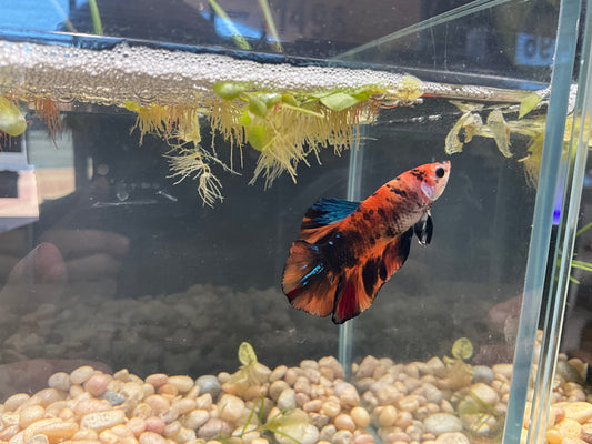 Male Plakat Marble Betta WYSWYG