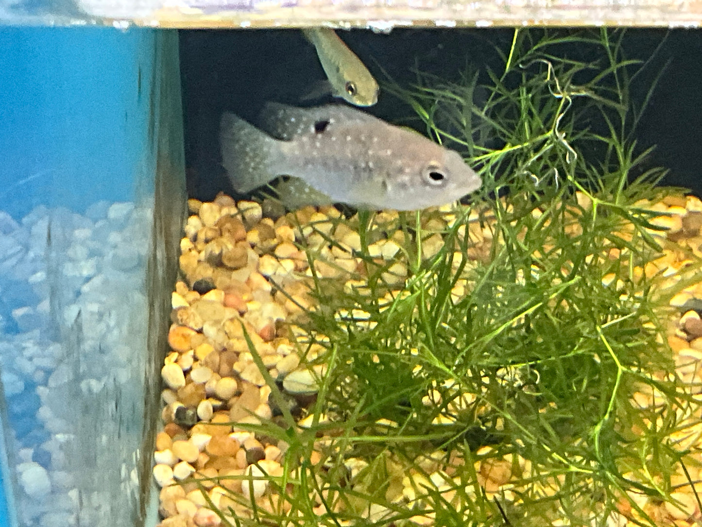 One Paratilapia Polleni (Madagascar) Starry Night Cichlid Approx 1.5-2” T202