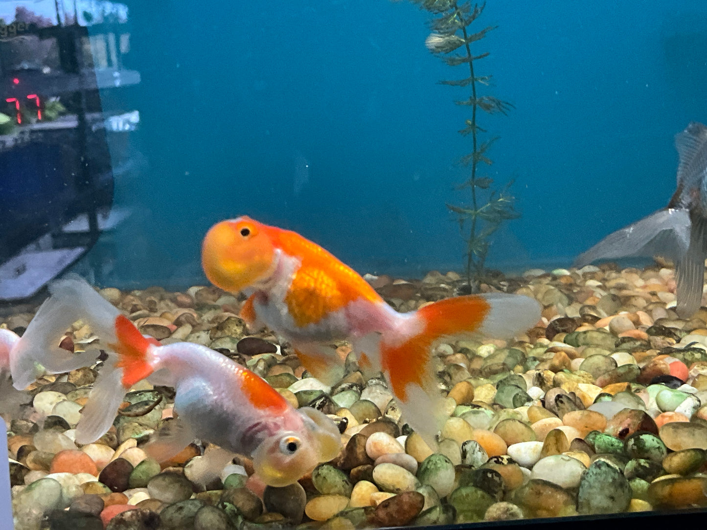 One Bubble Eye Goldfish Approx 2-3”