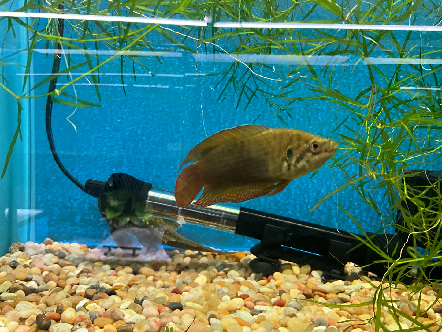 One Round Tail Paradise Gourami WYSWYG Approx 2” T171