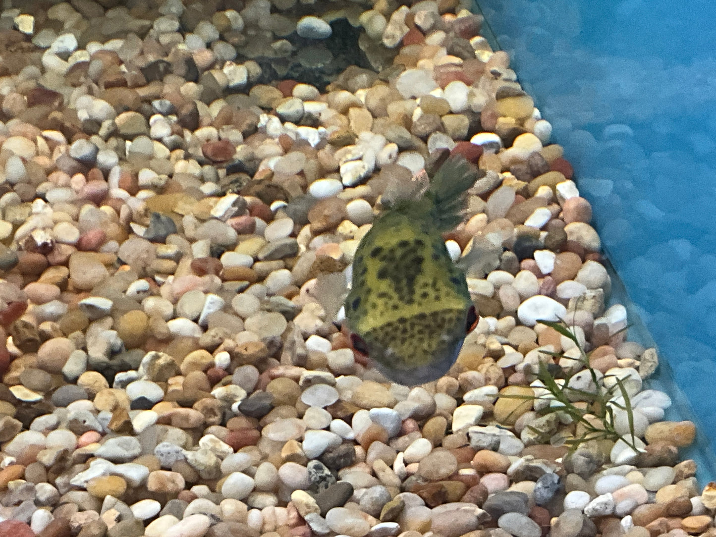 One Target Puffer Fish Approx 2.5-3"