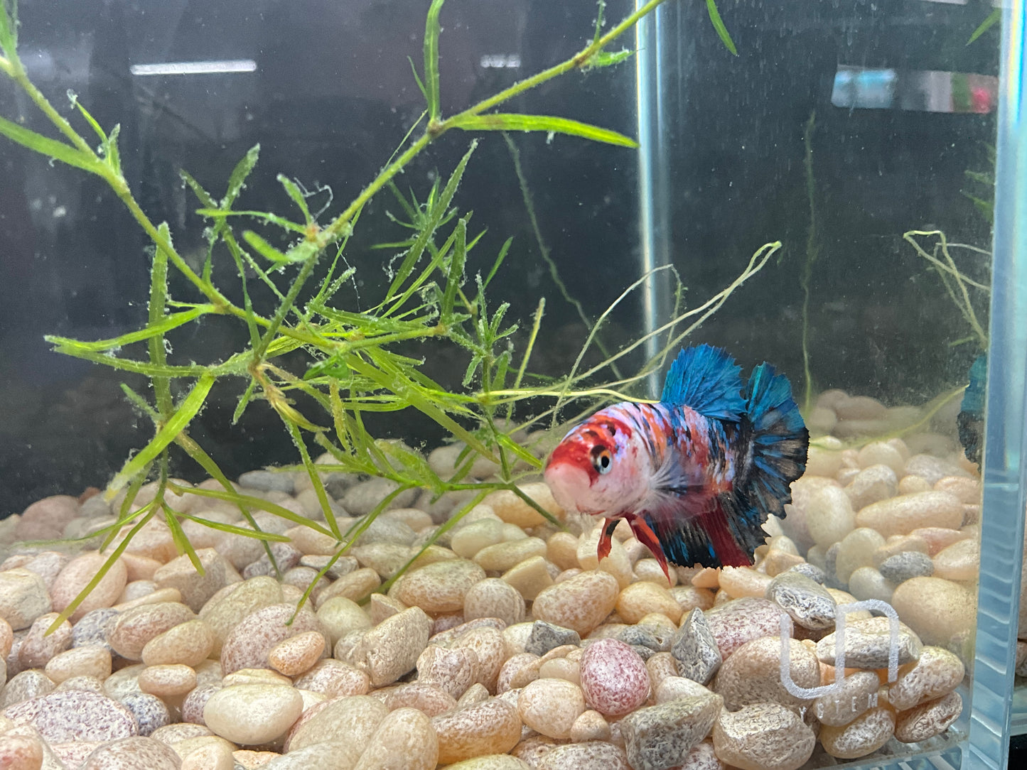 Giant Male Betta WYSWYG Approx 2.5-3’ (2475)
