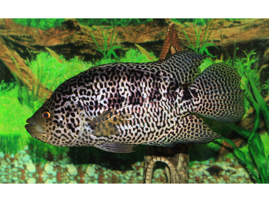 One Jaguar Cichlid 1.5-2" (Juvenile) T193