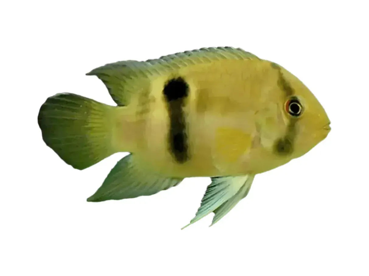 One Keyhole Cichlid Approx 1" T242