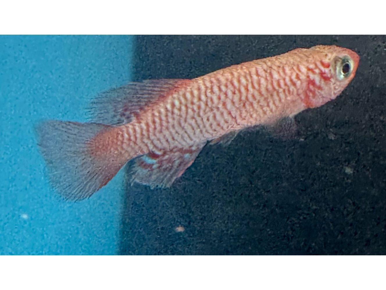One Rubripinnis Killifish Approx 1-1.5" T56 (Nothobranchius Rubripinnis)