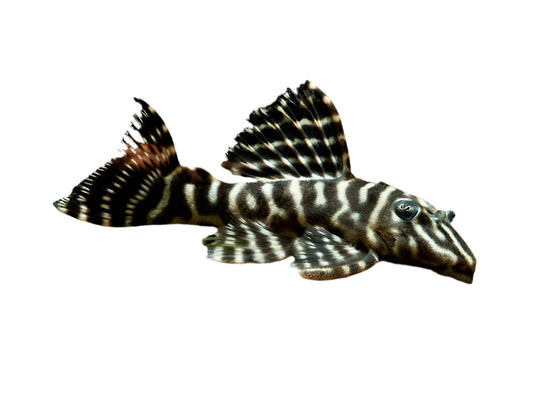 One Zebra Orinoco Pleco L-129 Approx 2.5-3