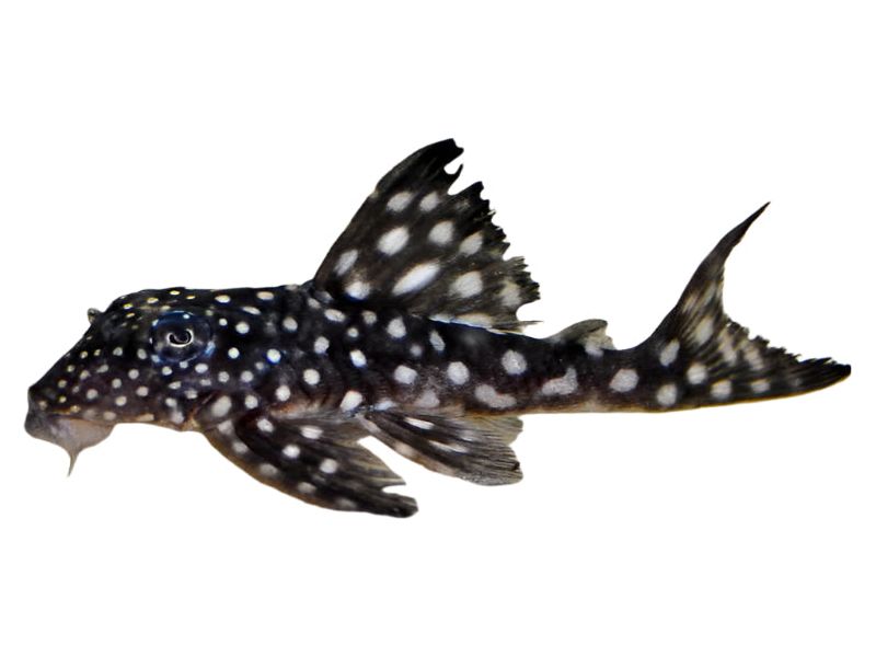 Inspector Pleco L-102 T172